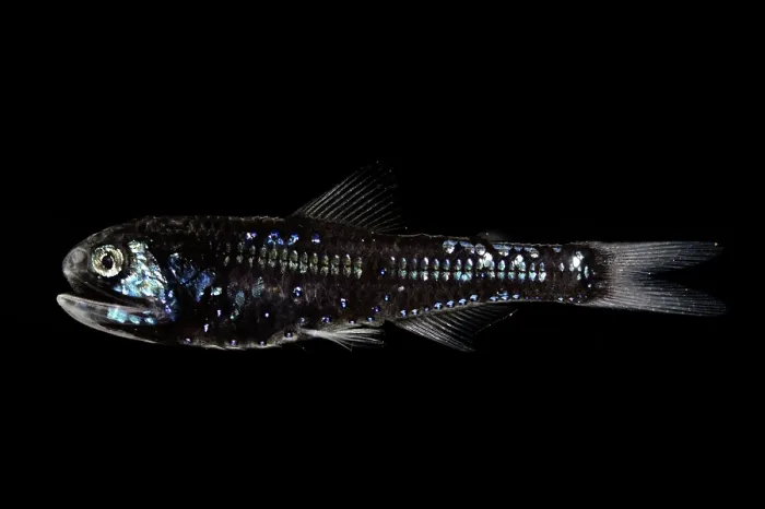 Framed Print : Dumeril's lanternfish (Diaphus dumerilii) portrait, showing bioluminescence, observed during RV Sonne, Cruise SO285 Framed Print : Dumeril's lanternfish (Diaphus dumerilii) portrait, showing bioluminescence, observed during RV Sonne, Cruise SO285