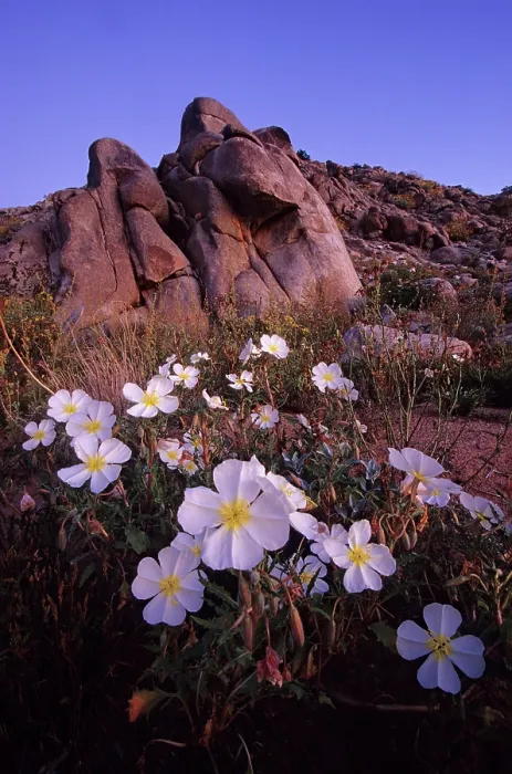 Framed Print : Dune evening primrose (Oenothera deltoides) blooming in desert, Sierra El Rosario mountain range, El Pinacate Biosphere Reserve, Sonoran desert, Mexico Framed Print : Dune evening primrose (Oenothera deltoides) blooming in desert, Sierra El Rosario mountain range, El Pinacate Biosphere Reserve, Sonoran desert, Mexico