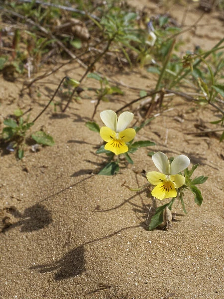 Dune pansies  /  Seaside pansies (Viola tricolor curtisii) flowering on coastal sand dunes