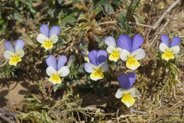 Framed Print : Dune pansies / Seaside pansies (Viola tricolor curtisii) flowering on coastal sand dunes, Merthyr Mawr Warren National Nature Reserve, Glamorgan, Wales, UK. April Framed Print : Dune pansies / Seaside pansies (Viola tricolor curtisii) flowering on coastal sand dunes, Merthyr Mawr Warren National Nature Reserve, Glamorgan, Wales, UK. April