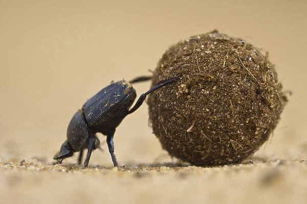 Dung beetle (Scarabaeidae) pushing ball of dung on Venetia Limpopo Reserve, Limpopo Province