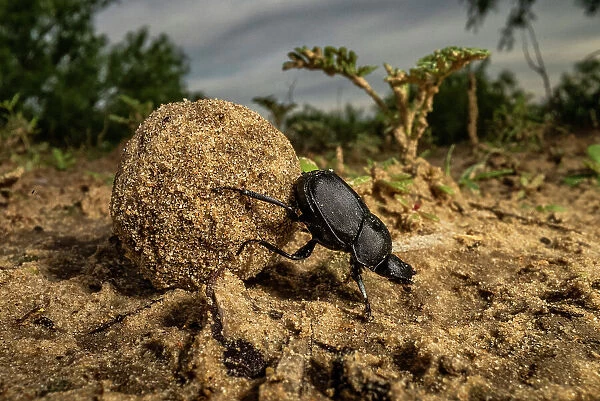 Dung beetle (Scarabaeidae) rolling a ball of dung, Texas, USA. May