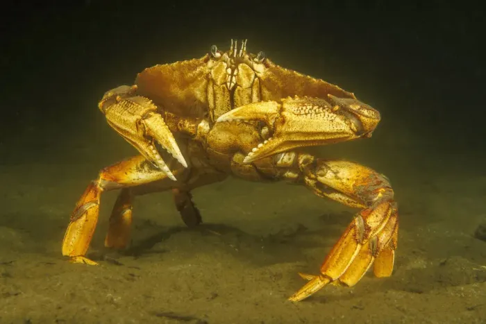 Framed Print : Dungeness crab (Metacarcinus magister) standing on seabed, Vancouver, British Columbia, Canada, Pacific Ocean Framed Print : Dungeness crab (Metacarcinus magister) standing on seabed, Vancouver, British Columbia, Canada, Pacific Ocean