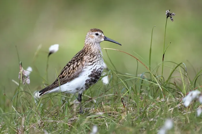 Framed Print : Dunlin (Calidris alpina) in grassland, Shetland Islands, Scotland, UK. June Framed Print : Dunlin (Calidris alpina) in grassland, Shetland Islands, Scotland, UK. June