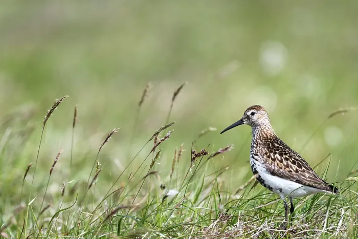 Framed Print : Dunlin (Calidris alpina) in grassland, Shetland Islands, Scotland, UK. June
