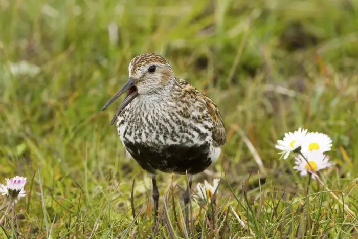 Framed Print : Dunlin (Calidris alpina ) North Uist, Outer Hebrides, Scotland, UK, June Framed Print : Dunlin (Calidris alpina ) North Uist, Outer Hebrides, Scotland, UK, June
