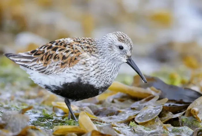 Framed Print : Dunlin (Calidris alpina) portrait. Vardo, Finnmark, Norway. May Framed Print : Dunlin (Calidris alpina) portrait. Vardo, Finnmark, Norway. May