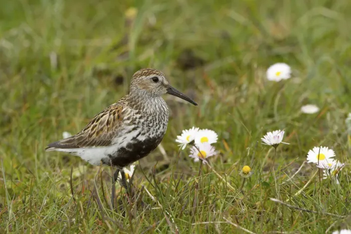 Framed Print : Dunlin (Calidris alpina) small wader with young in machair. North Uist, Scotland, UK, June Framed Print : Dunlin (Calidris alpina) small wader with young in machair. North Uist, Scotland, UK, June