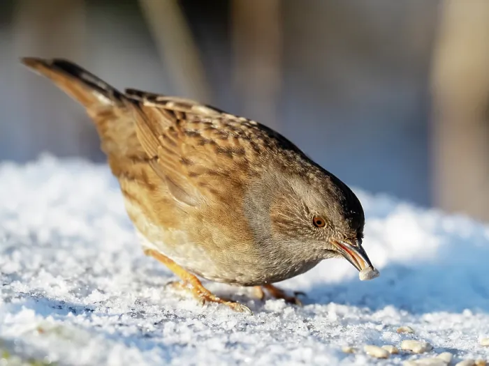 Framed Print : Dunnock (Prunella modularis) feeding on seeds in snow, Leighton Moss Nature Reserve, Lancashire, UK. January Framed Print : Dunnock (Prunella modularis) feeding on seeds in snow, Leighton Moss Nature Reserve, Lancashire, UK. January