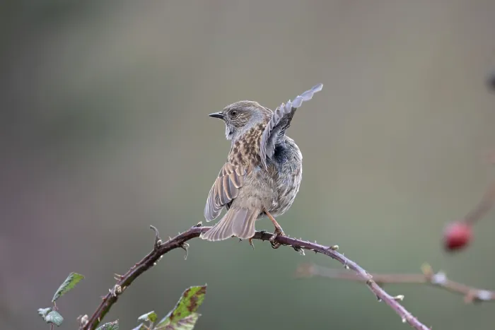 Framed Print : Dunnock (Prunella modularis) perched on branch performing wing flapping display, Suffolk, UK. February Framed Print : Dunnock (Prunella modularis) perched on branch performing wing flapping display, Suffolk, UK. February