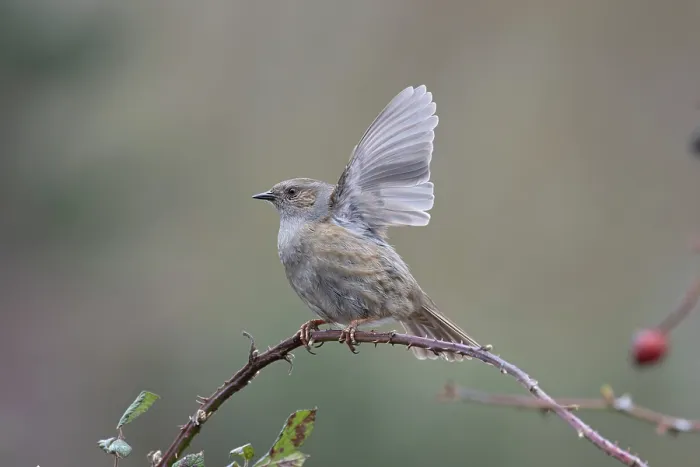 Framed Print : Dunnock (Prunella modularis) perched on branch performing wing flapping display, Suffolk, UK. February Framed Print : Dunnock (Prunella modularis) perched on branch performing wing flapping display, Suffolk, UK. February