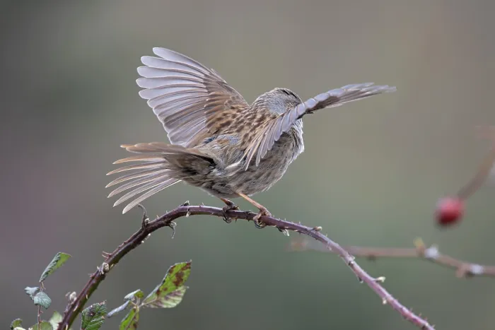 Framed Print : Dunnock (Prunella modularis) perched on branch performing wing flapping display, Suffolk, UK. February Framed Print : Dunnock (Prunella modularis) perched on branch performing wing flapping display, Suffolk, UK. February