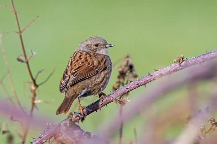 Framed Print : Dunnock (Prunella modularis) perched in thorny Blackberry bush, Flanders, Belgium. February