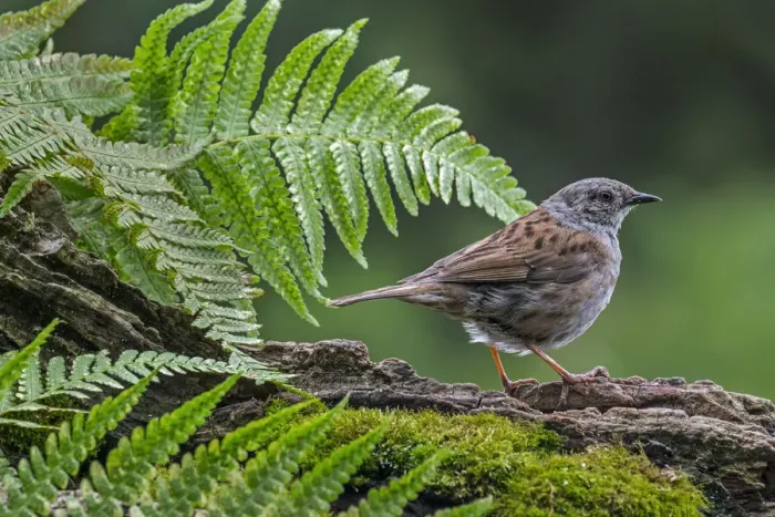 Framed Print : Dunnock (Prunella modularis) perching on tree branch, Belgium. July Framed Print : Dunnock (Prunella modularis) perching on tree branch, Belgium. July