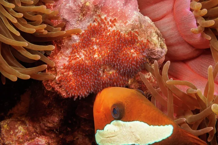 Framed Print : Dusky anemonefish (Amphiprion melanopus) tending to its eggs, Guam, Micronesia, Pacific Ocean Framed Print : Dusky anemonefish (Amphiprion melanopus) tending to its eggs, Guam, Micronesia, Pacific Ocean