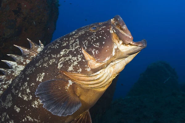 Dusky grouper (Epinephelus marginatus) with mouth wide open Merouville