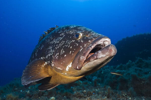 Dusky grouper (Epinephelus marginatus) Merouville ( grouper City )