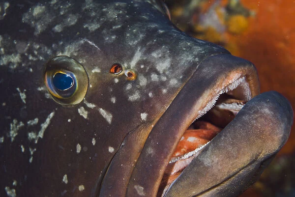 Dusky grouper (Epinephelus marginatus)with a few fish lice (parasitic copepods) are