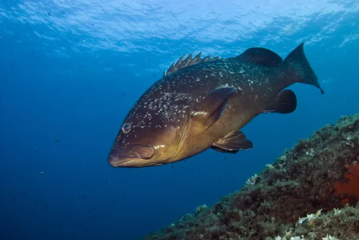 Framed Print : Dusky grouper (Epinephelus marginatus) Cala di Grecu, Lavezzi Islands, Corsica, France Framed Print : Dusky grouper (Epinephelus marginatus) Cala di Grecu, Lavezzi Islands, Corsica, France