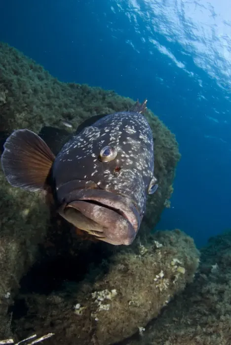 Framed Print : Dusky grouper (Epinephelus marginatus) amongst rocks, Cala di Grecu, Lavezzi Islands Framed Print : Dusky grouper (Epinephelus marginatus) amongst rocks, Cala di Grecu, Lavezzi Islands