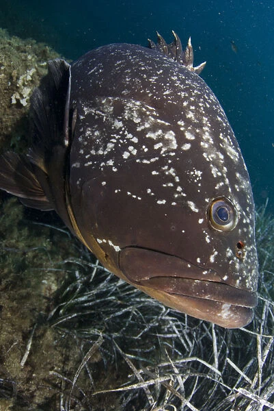 Dusky grouper (Epinephelus marginatus) by seagrass, Cala di Grecu, Lavezzi Islands