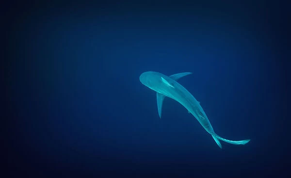 Dusky Shark (Carcharhinus obscurus) solitary shark patrols the deep blue waters off Port St Johns