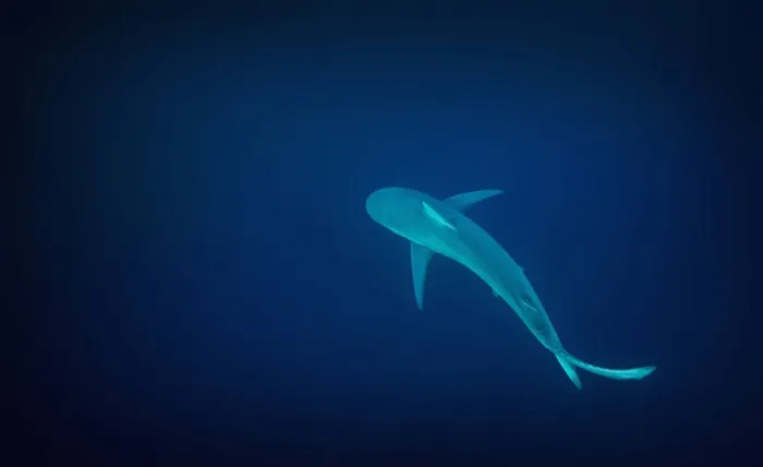 Framed Print : Dusky Shark (Carcharhinus obscurus) solitary shark patrols the deep blue waters off Port St Johns Framed Print : Dusky Shark (Carcharhinus obscurus) solitary shark patrols the deep blue waters off Port St Johns