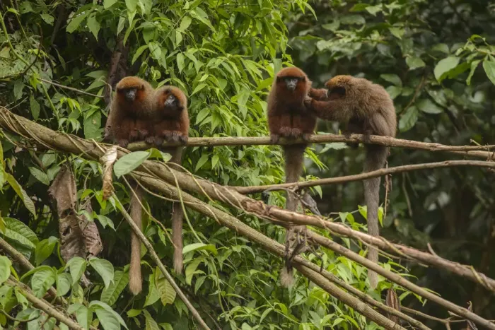 Framed Print : Dusky Titi monkey (Callicebus moloch) family troop sitting on a fallen tree in the Peruvian Amazon Framed Print : Dusky Titi monkey (Callicebus moloch) family troop sitting on a fallen tree in the Peruvian Amazon