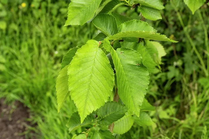 Framed Print : Dutch Eem (Ulmus x hollandica) leaves, Sturts Nature Reserve, Herefordshire, England, UK. June Framed Print : Dutch Eem (Ulmus x hollandica) leaves, Sturts Nature Reserve, Herefordshire, England, UK. June
