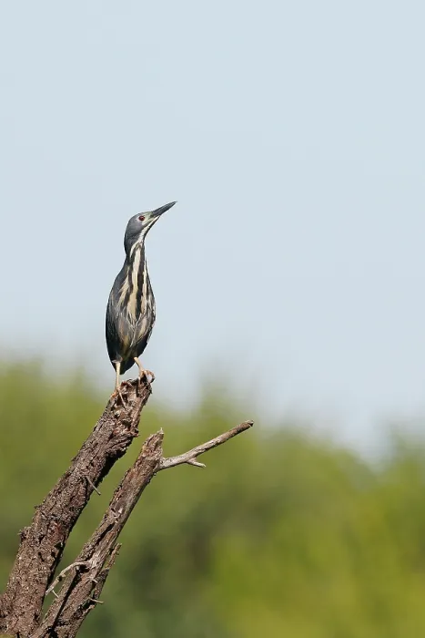 Framed Print : Dwarf bittern (Ixobrychus sturmii) perched on dead branch, Kgomo Kgomo floodplain, North West Province, South Africa Framed Print : Dwarf bittern (Ixobrychus sturmii) perched on dead branch, Kgomo Kgomo floodplain, North West Province, South Africa