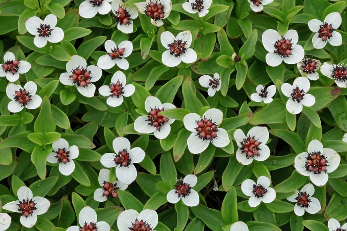 Framed Print : Dwarf cornel (Cornus suecica) in flower, Varanger, Norway. July Framed Print : Dwarf cornel (Cornus suecica) in flower, Varanger, Norway. July