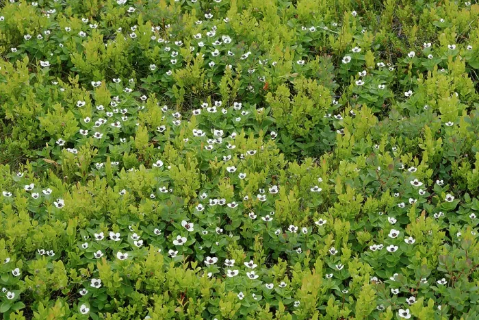 Framed Print : Dwarf cornel (Cornus suecica) in flower among Blueberry (Vaccinium myrtillus) bushes, Varanger, Norway. July Framed Print : Dwarf cornel (Cornus suecica) in flower among Blueberry (Vaccinium myrtillus) bushes, Varanger, Norway. July