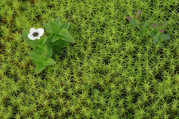 Framed Print : Dwarf cornel (Cornus suecica) in flower among moss, Varanger, Norway. July