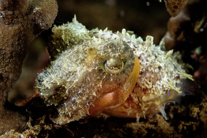 Framed Print : Dwarf cuttlefish (Sepia bandensis) on a coral reef, near Siladen Island, North Sulawesi, Indonesia, Pacific Ocean Framed Print : Dwarf cuttlefish (Sepia bandensis) on a coral reef, near Siladen Island, North Sulawesi, Indonesia, Pacific Ocean