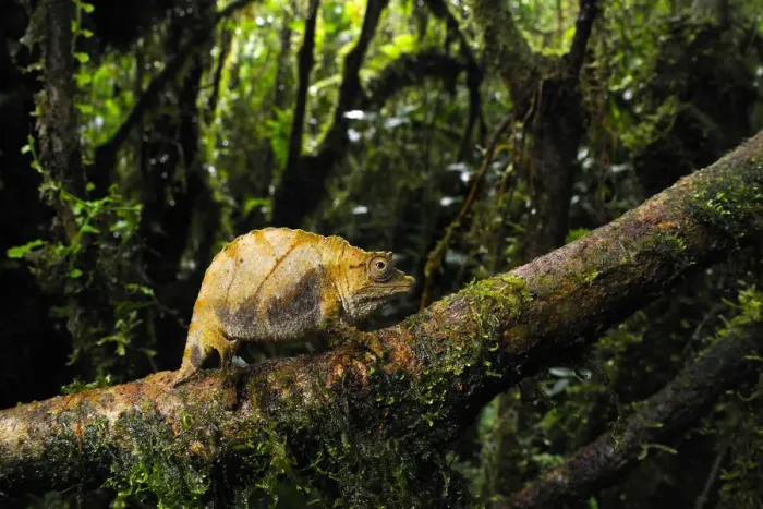 Framed Print : Dwarf forest chameleon (Rhampholeon boulengeri), Nyungwe Forest National Park, Rwanda Framed Print : Dwarf forest chameleon (Rhampholeon boulengeri), Nyungwe Forest National Park, Rwanda