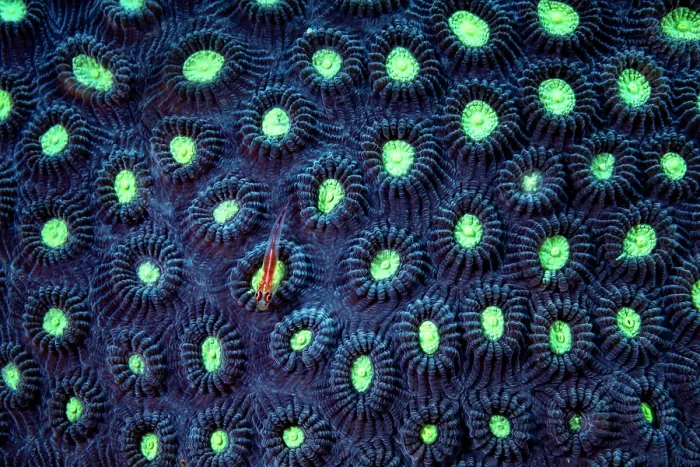 Framed Print : Dwarf goby (Bryaninops sp.) resting on hard coral, Bunaken National Park, North Sulawesi, Indonesia, Pacific Ocean Framed Print : Dwarf goby (Bryaninops sp.) resting on hard coral, Bunaken National Park, North Sulawesi, Indonesia, Pacific Ocean