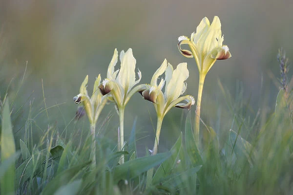 Four Dwarf irises (Iris pumila) in flower, Rostovsky Nature Reserve Rostov Region