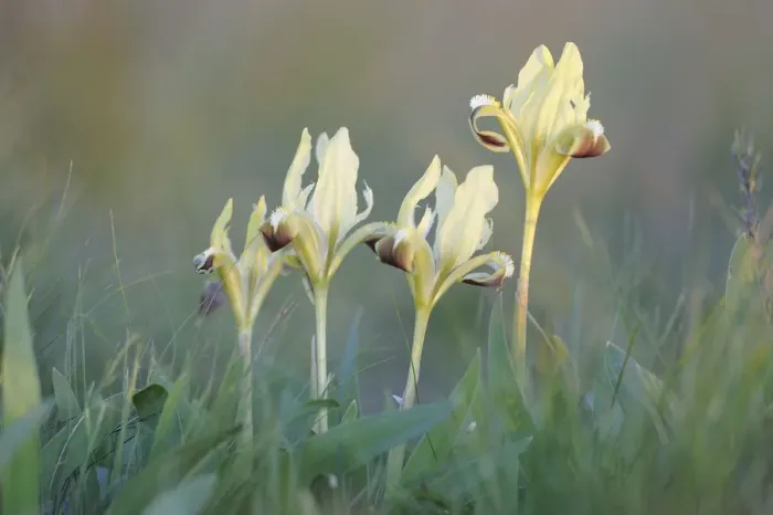 Framed Print : Four Dwarf irises (Iris pumila) in flower, Rostovsky Nature Reserve Rostov Region Framed Print : Four Dwarf irises (Iris pumila) in flower, Rostovsky Nature Reserve Rostov Region