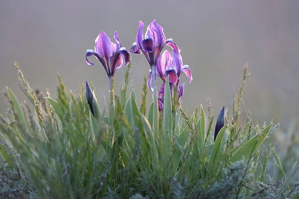 Dwarf irises (Iris pumila) flowering, Rostovsky Nature Reserve, Rostov Region, Russia