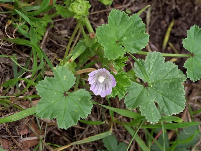 Framed Print : Dwarf mallow (Malva neglecta) in flower, near Greenland Dock, Surrey, England, UK. September Framed Print : Dwarf mallow (Malva neglecta) in flower, near Greenland Dock, Surrey, England, UK. September