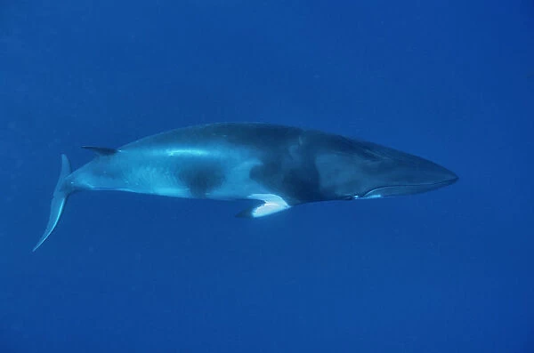 Dwarf Minke whale (Balaenoptera acutorostrata) Great Barrier Reef, Australia. Coral Sea
