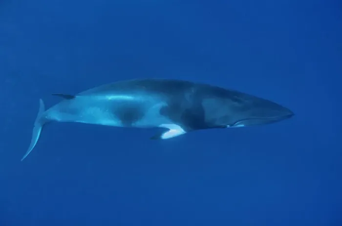 Framed Print : Dwarf Minke whale (Balaenoptera acutorostrata) Great Barrier Reef, Australia. Coral Sea Framed Print : Dwarf Minke whale (Balaenoptera acutorostrata) Great Barrier Reef, Australia. Coral Sea