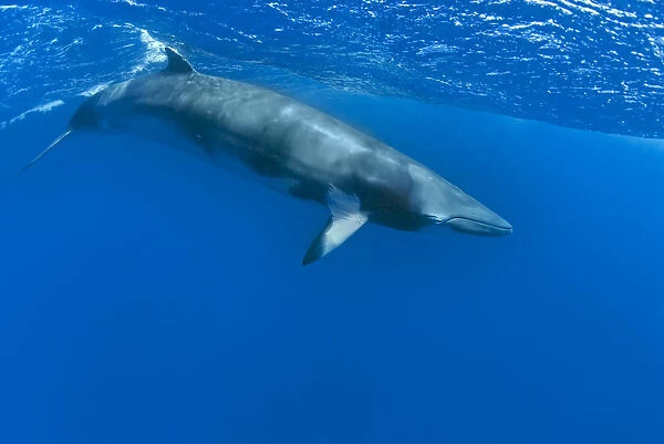Dwarf minke whale, thought to form a yet-to-be named sub-species of the Common minke