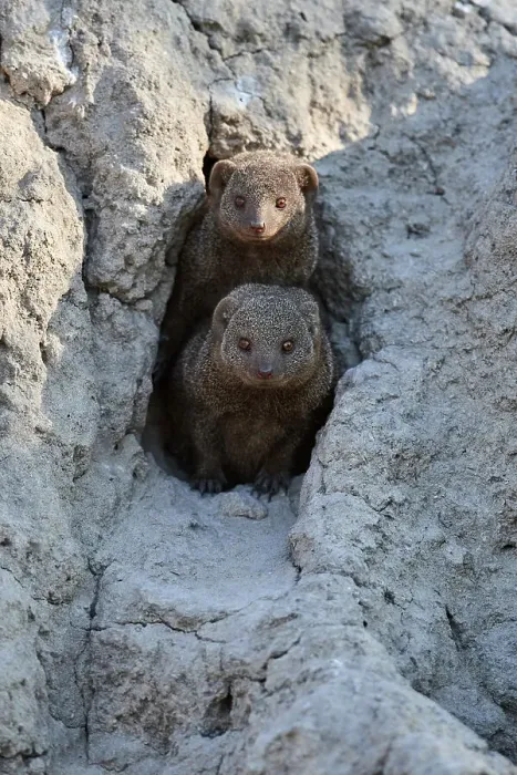 Framed Print : Two Dwarf mongoose (Helogale parvula) peering out of their burrow in termite mound, Okavango Delta, Botswana, Africa Framed Print : Two Dwarf mongoose (Helogale parvula) peering out of their burrow in termite mound, Okavango Delta, Botswana, Africa