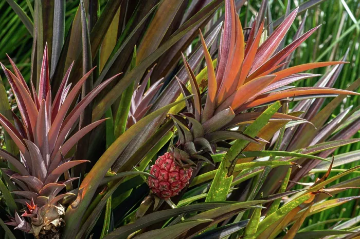 Framed Print : Dwarf ornamental pineapple growing in a garden, Dominica, Lesser Antilles Framed Print : Dwarf ornamental pineapple growing in a garden, Dominica, Lesser Antilles
