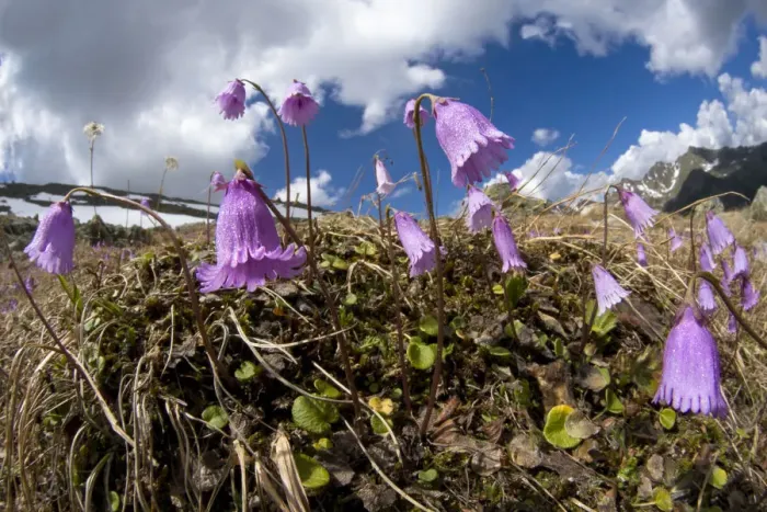 Framed Print : Dwarf snowbell (Soldanella pusilla) in flower on mountainside, Austrian Alps, June Framed Print : Dwarf snowbell (Soldanella pusilla) in flower on mountainside, Austrian Alps, June