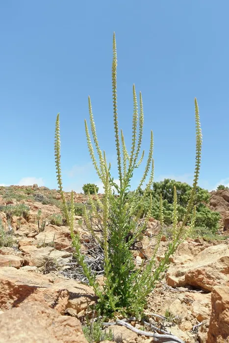 Framed Print : Dyer's rocket (Reseda luteola) flowering spikes on a rocky mountain ridge at 2100m, Teide National Park, Tenerife, Canary Islands. May Framed Print : Dyer's rocket (Reseda luteola) flowering spikes on a rocky mountain ridge at 2100m, Teide National Park, Tenerife, Canary Islands. May