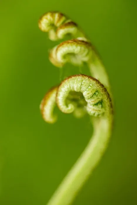 Framed Print : Eagle fern (Pteridium aquilinum) frond unfurling, Montseny Natural Park, a UNESCO National Park Framed Print : Eagle fern (Pteridium aquilinum) frond unfurling, Montseny Natural Park, a UNESCO National Park