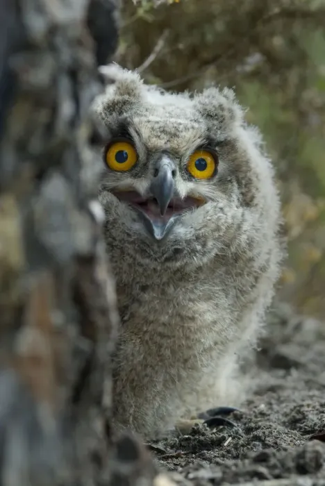 Framed Print : Eagle owl (Bubo bubo) chick portrait, Alentejo, Portugal Framed Print : Eagle owl (Bubo bubo) chick portrait, Alentejo, Portugal