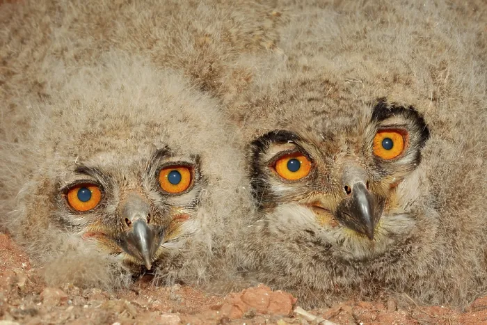 Framed Print : Two Eagle owl (Bubo bubo) chicks, head portrait, La Rioja, Spain. April Framed Print : Two Eagle owl (Bubo bubo) chicks, head portrait, La Rioja, Spain. April